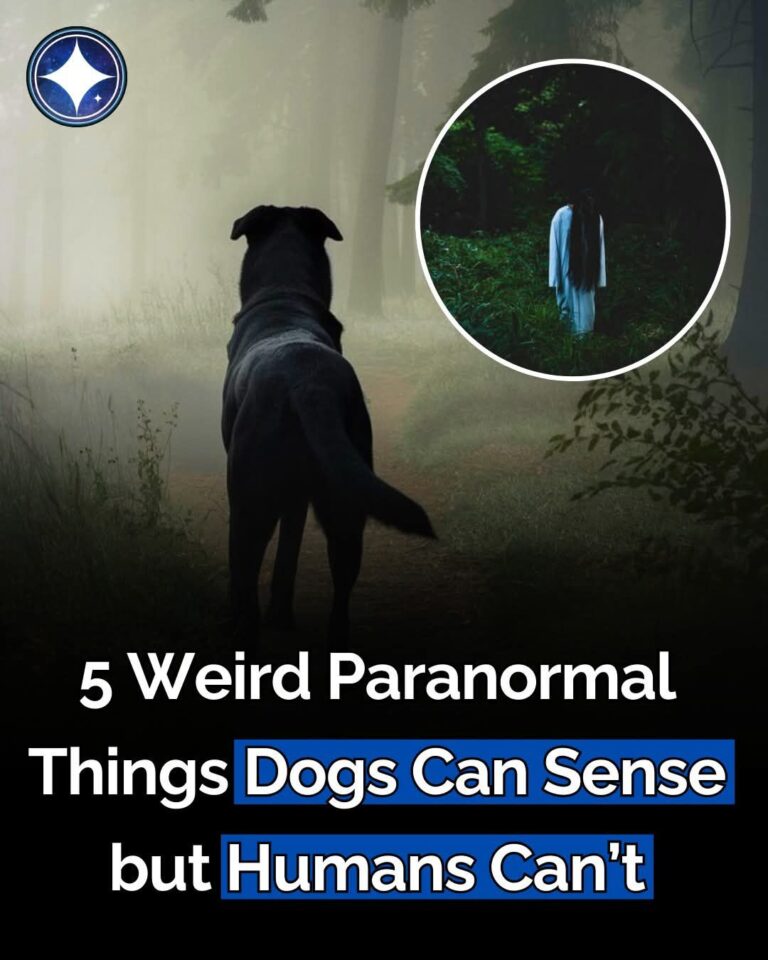 493928145_1075246937958536_1606760022553158068_n