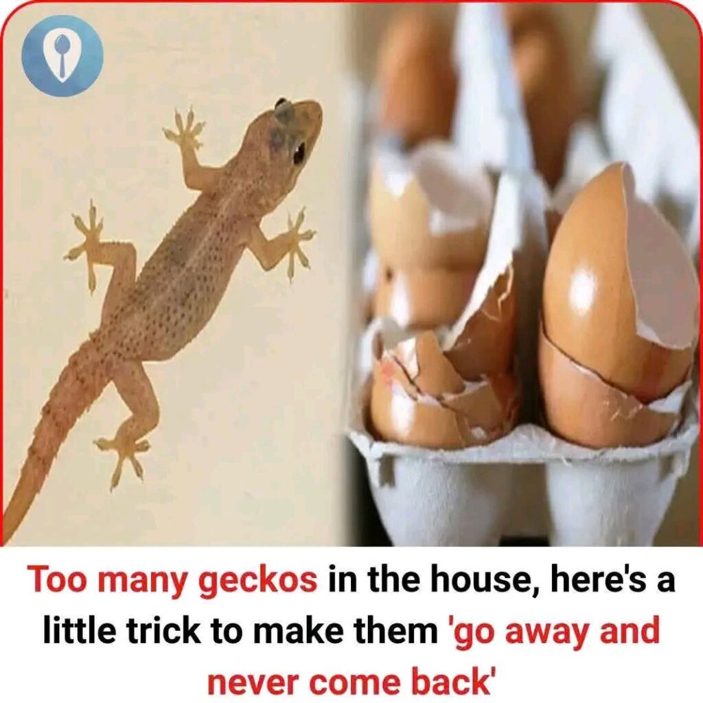 495200389_1092729169543646_4090735874711137539_n