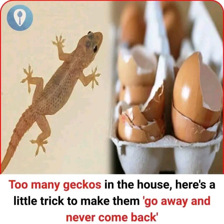 495200389_1092729169543646_4090735874711137539_n